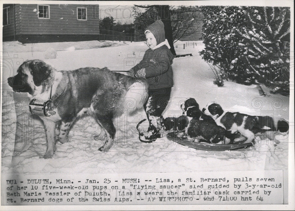 1964 Press Photo Beth Marie Tessier St Bernard pup sled - Historic Images