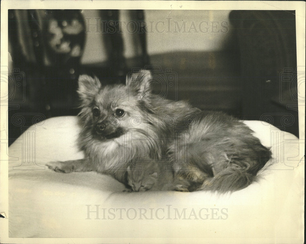 1938 Press Photo Brownie dog Pomeranian Winthrop pupa  - Historic Images