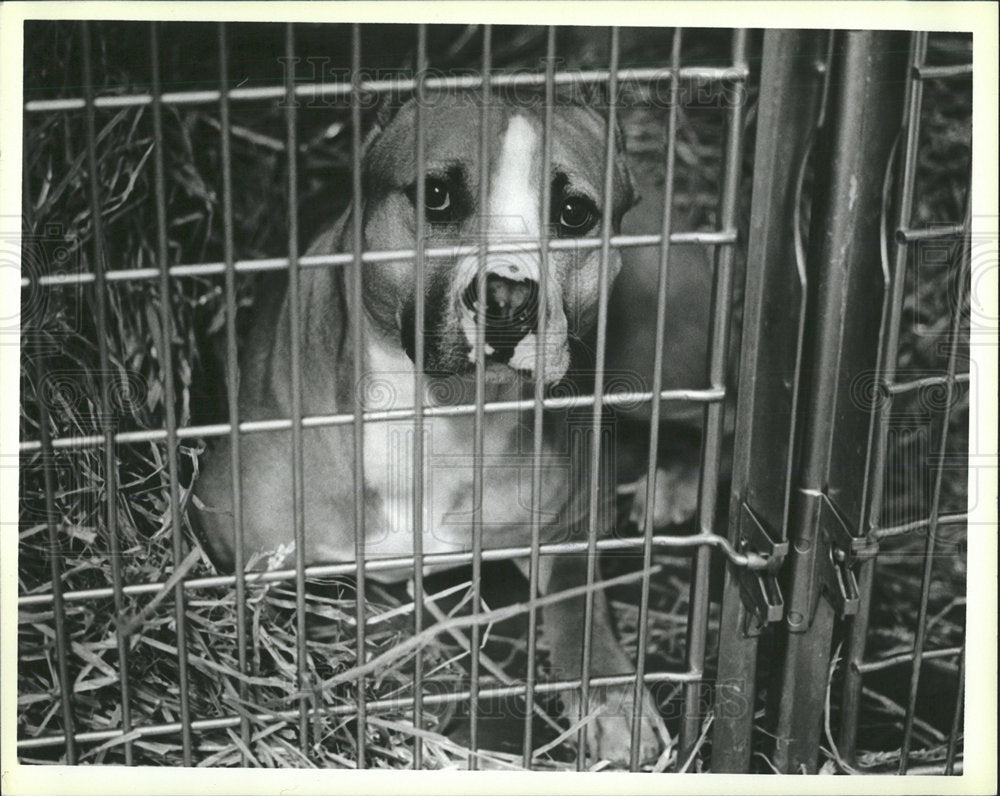 1987 Press Photo Pit Bull Lynn Animal control sits cage - Historic Images