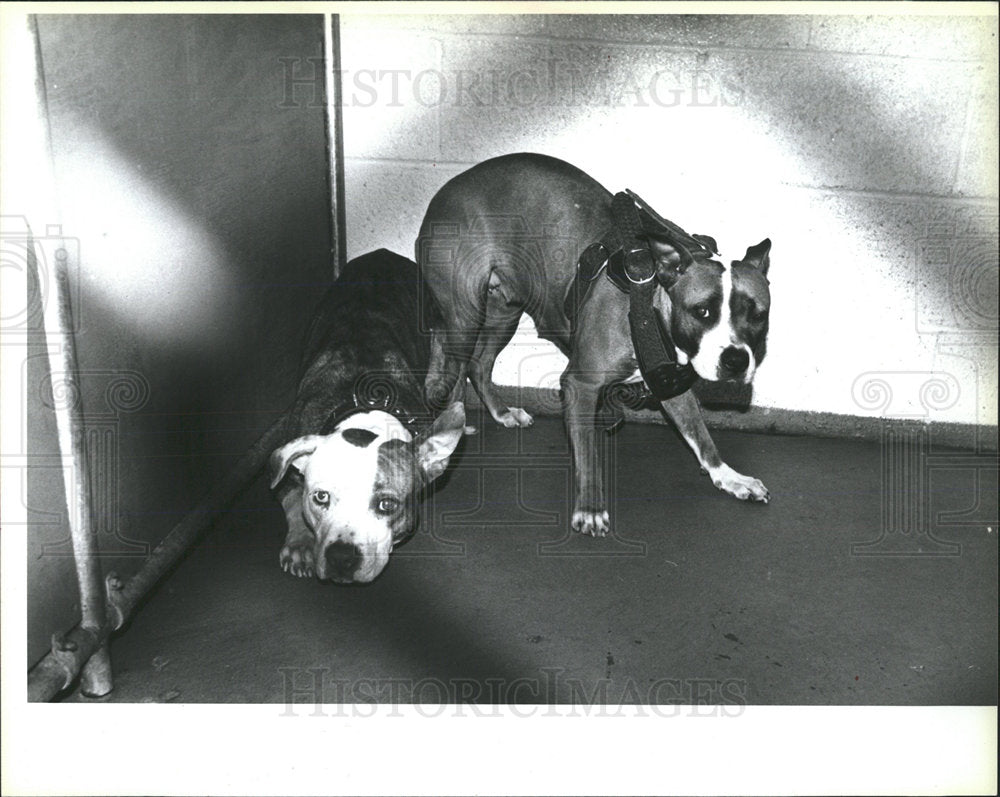 1994 Press Photo Dogs Pit Bulls Dedham Animal Hospital - Historic Images