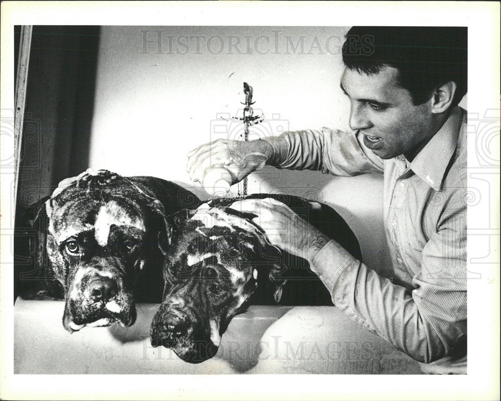 1984 Press Photo Dogs Pet Grooming Bull Mastiffs Boston - Historic Images