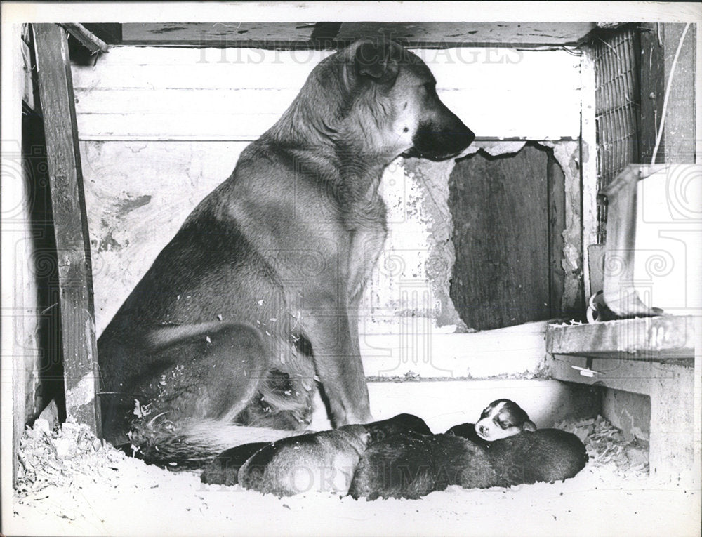 1964 Press Photo German Shepherd Pet Dog Breed Chicago - Historic Images