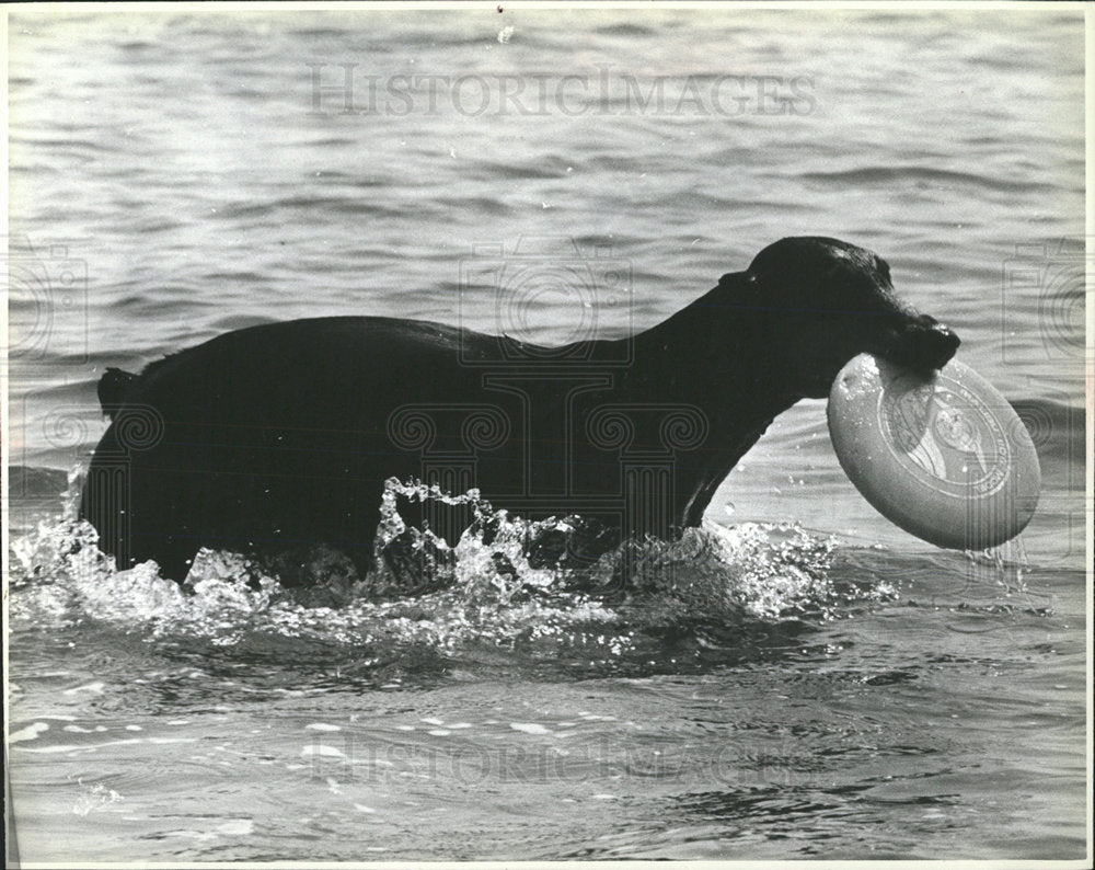 Press Photo dog bringing desk river Oene Dixon Water - Historic Images
