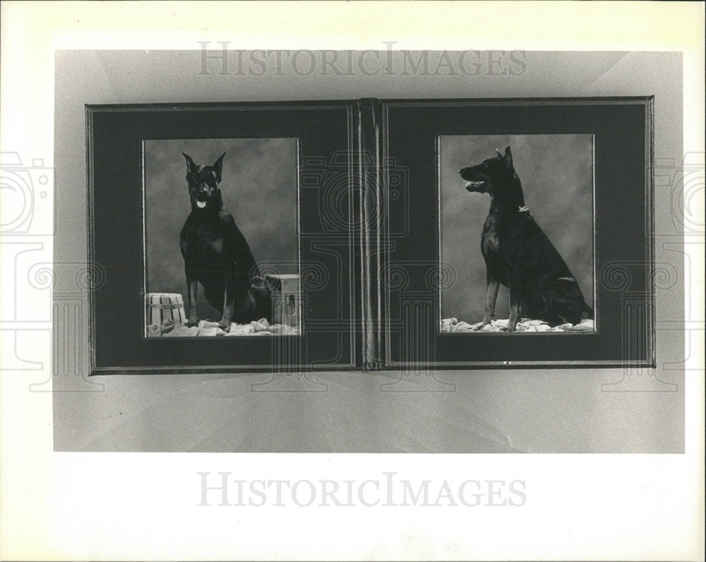 Press Photo Overdose dog Joe Heaney sty animal training - Historic Images