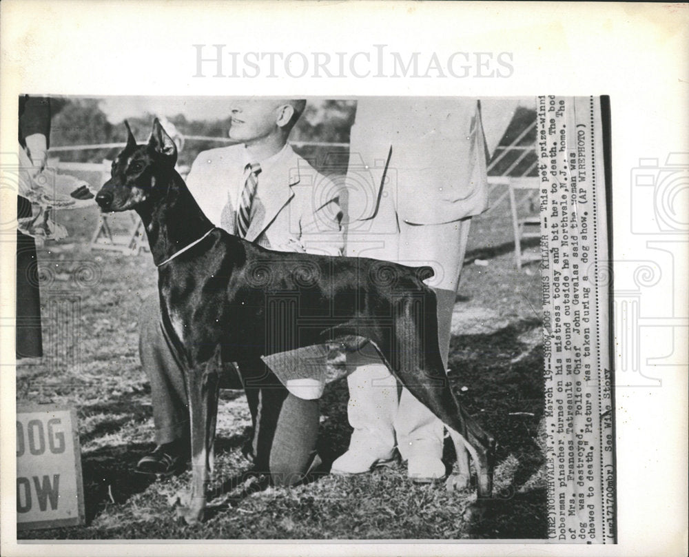 1960 Press Photo Dogs Doberman Pinscher New Jersey - Historic Images