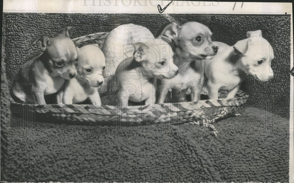 1957 Press Photo Sullivan Eenie Meenie Minie MeNe Pups - Historic Images