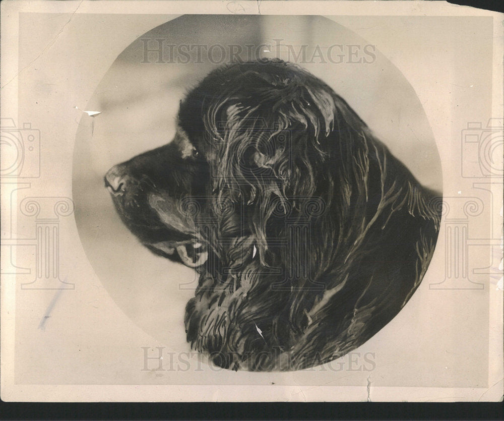 Press Photo Dogs Newfoundland - Historic Images