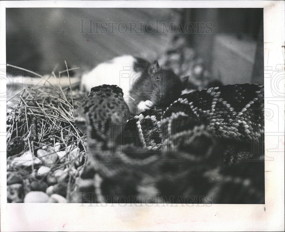 1961 Press Photo Pet teakettle Skulduggery restaurant - Historic Images