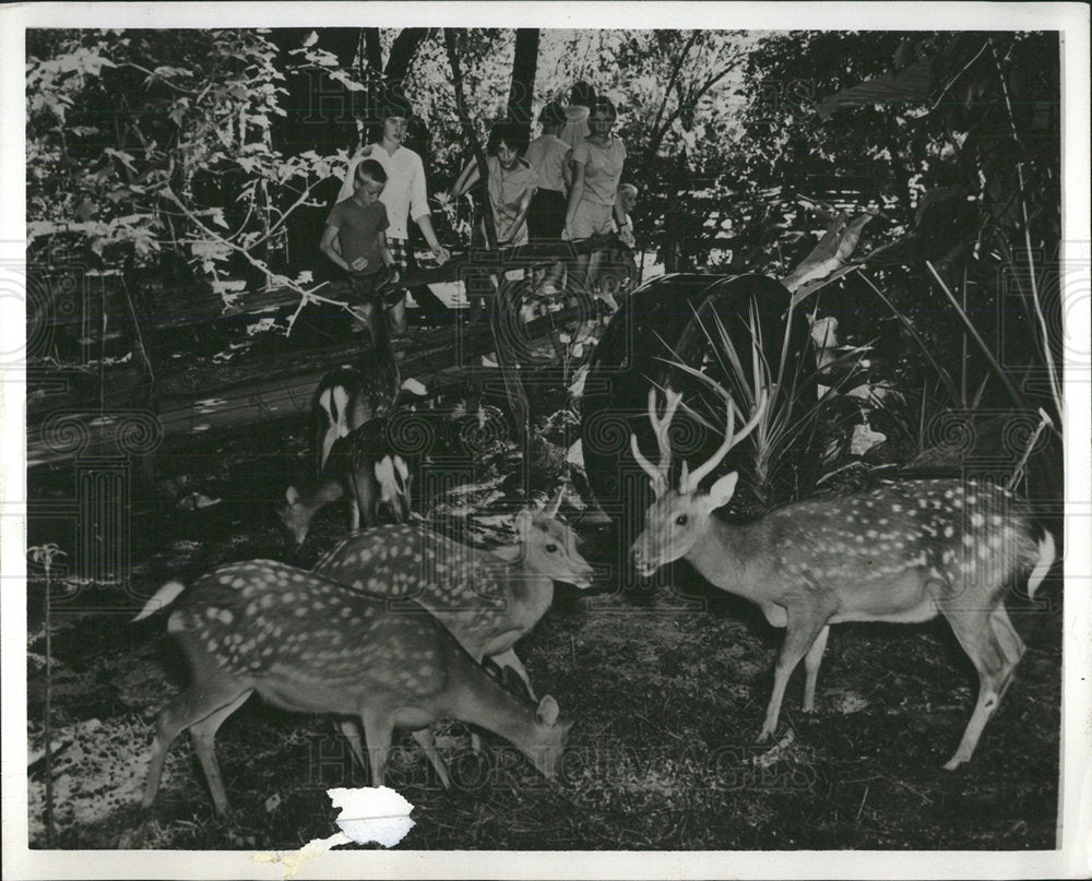 1966 Press Photo Deer Ranch Silver Springs Family natur - Historic Images