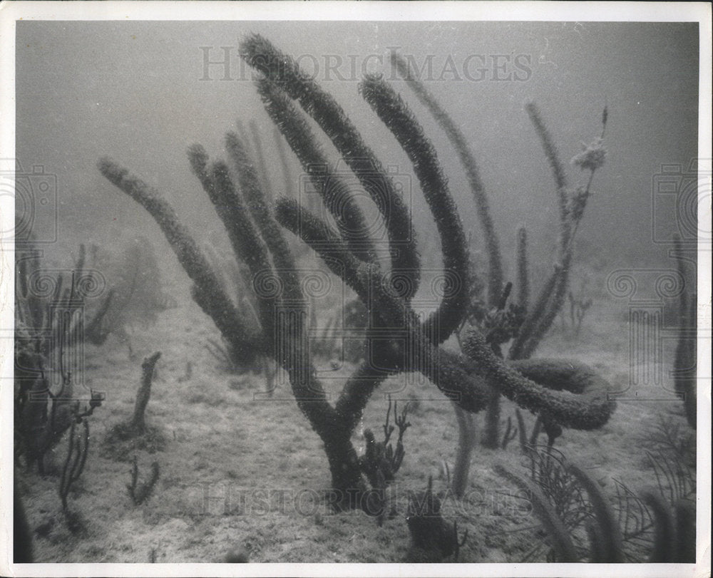 1960 Press Photo John Pennekamp Coral Reef State Park - Historic Images