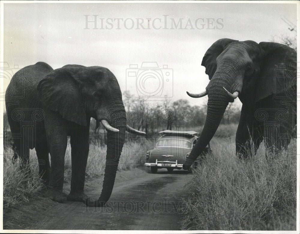 Press Photo Elephant Kruger National Park South Africa - Historic Images