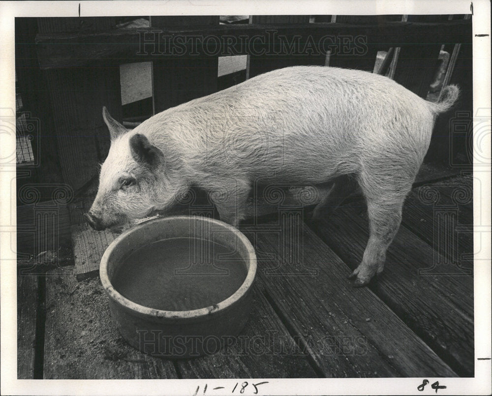 1977 Press Photo A Press Photo A Pig - Historic Images