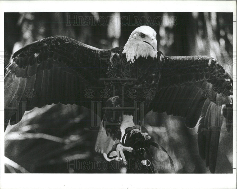 1988 Press Photo A Bald Eagle At Boyd Hill Nature Park - Historic Images