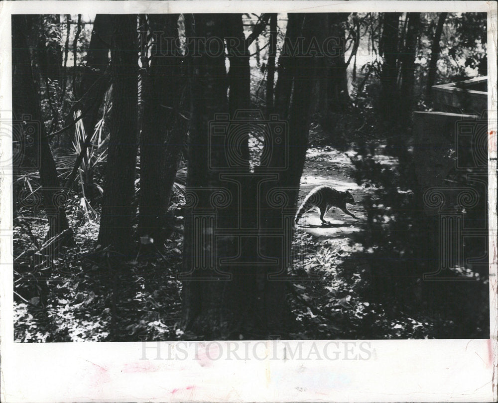 1981 Press Photo Raccoon  Boyd Hill Nature Trail  - Historic Images