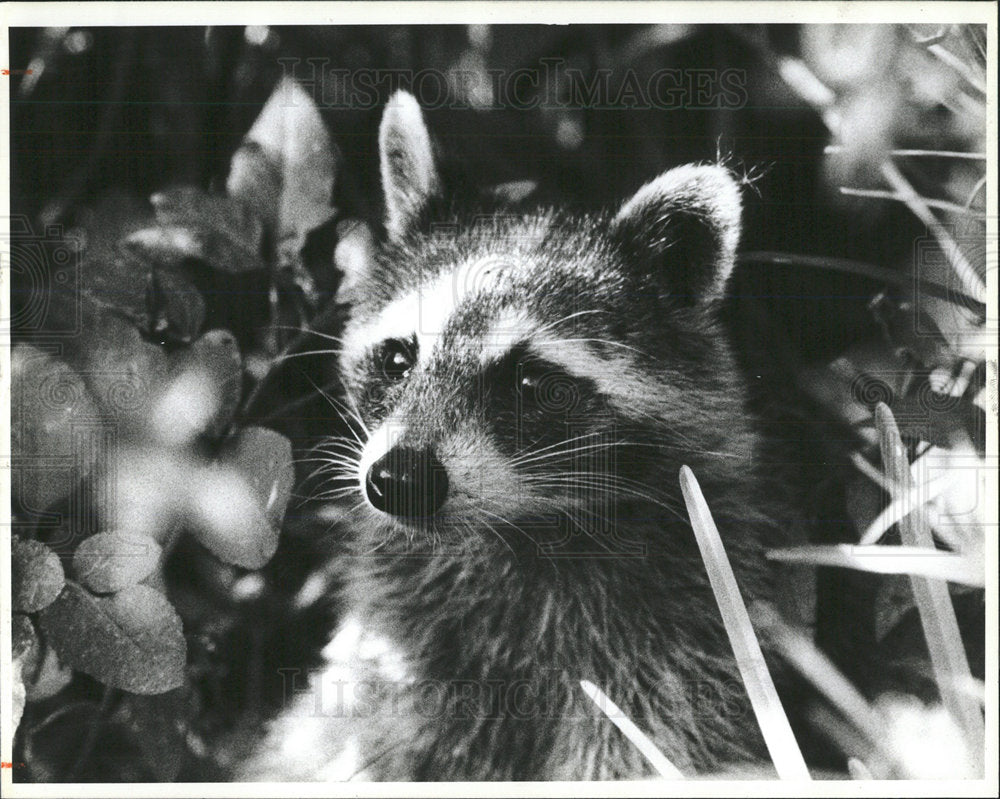 1985 Press Photo A Racoon At The Nature Center - Historic Images
