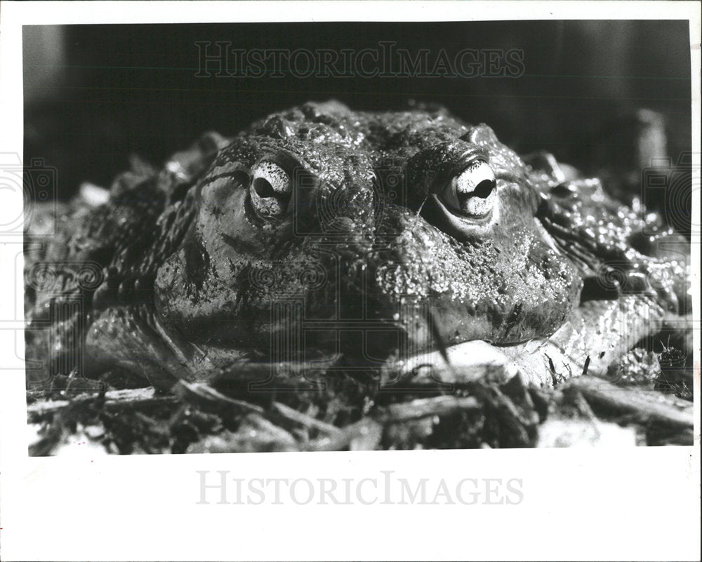 1990 Press Photo Boyd Hill Nature Park African Frog - Historic Images