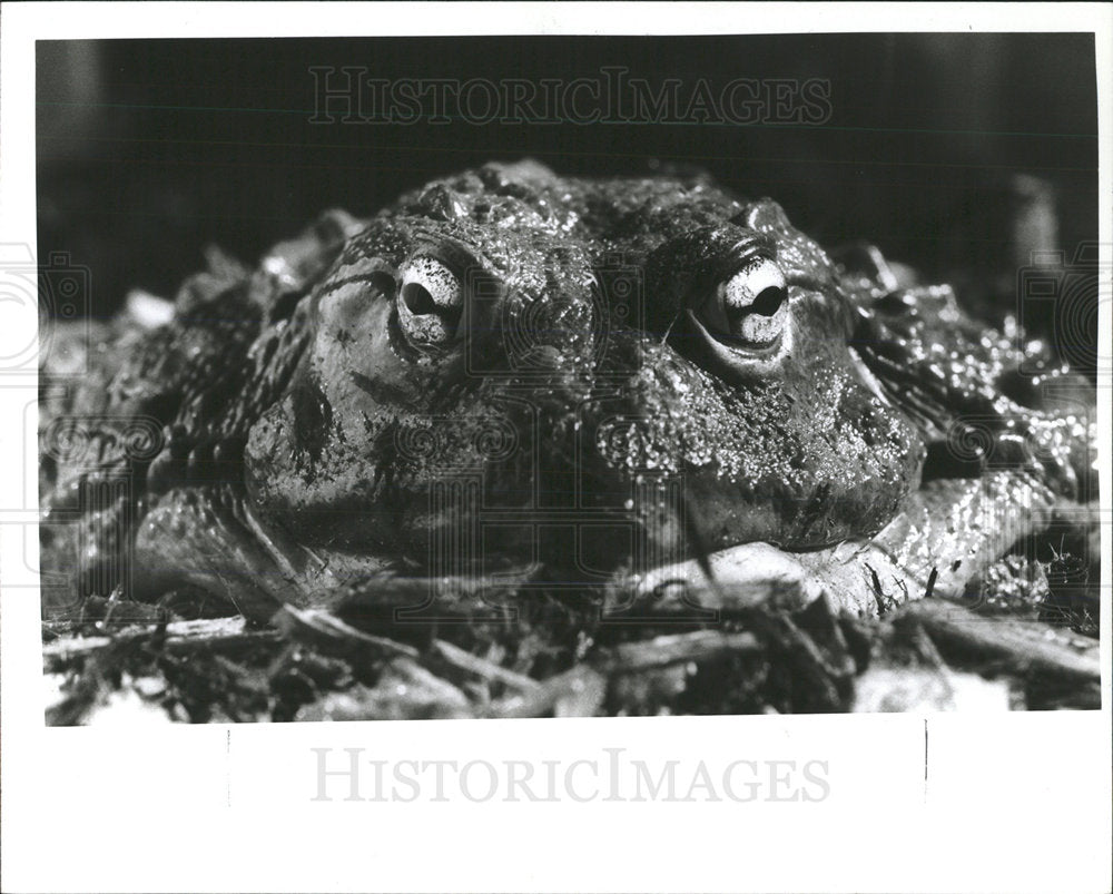 1997 Press Photo An American Burrow Frog - Historic Images