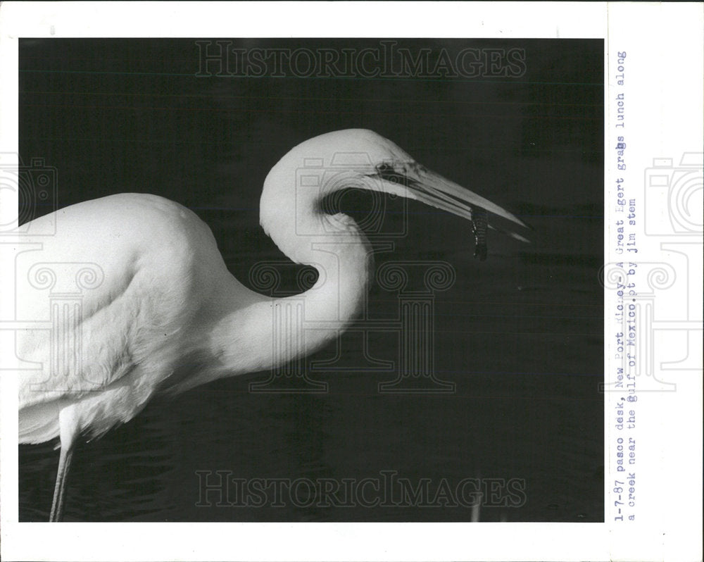 1987 Press Photo Port Rickey Great Egbert Mexico Gulf  - Historic Images