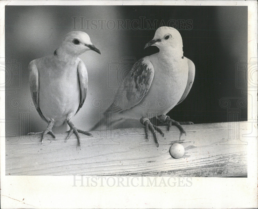 1976 Press Photo Patti Bridge White Dove Wire Creature  - Historic Images