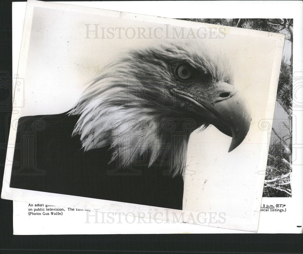 1986 Press Photo An Eagle - Historic Images