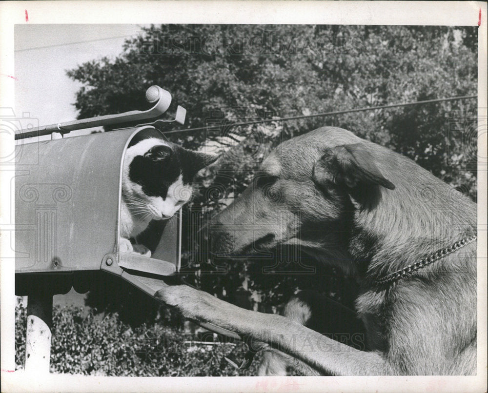 1966 Press Photo A Cat In A Mailbox - Historic Images