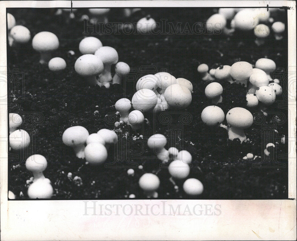 1974 Press Photo American mushroom fungus consumption - Historic Images