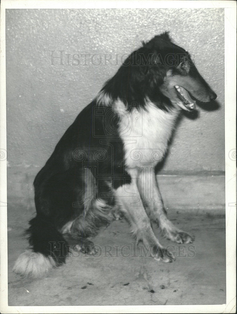 1939 Press Photo Collie Angell Animal Hospital Dog Mass - Historic Images