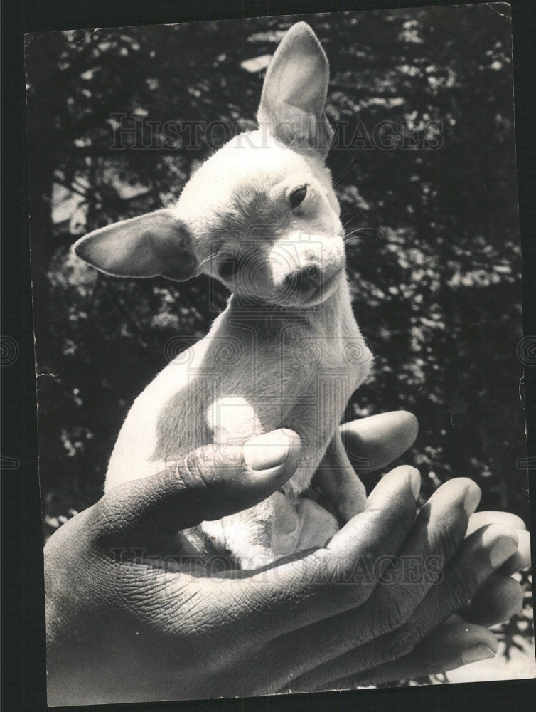 1977 Press Photo Richard Matthew&#39;s Dog, Pacqueno. - Historic Images