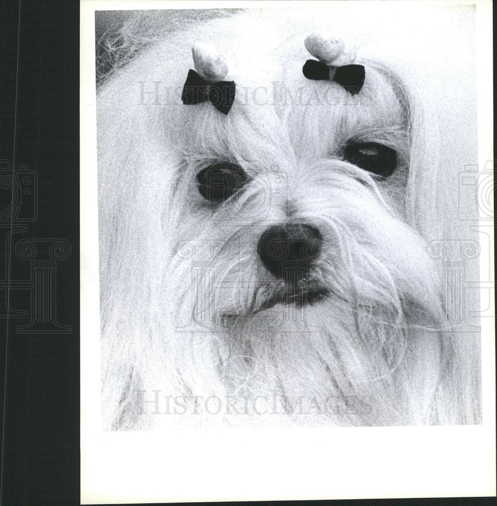 1987 Press Photo Ray Diane Thienpont Dog Vinnie Maltese - Historic Images