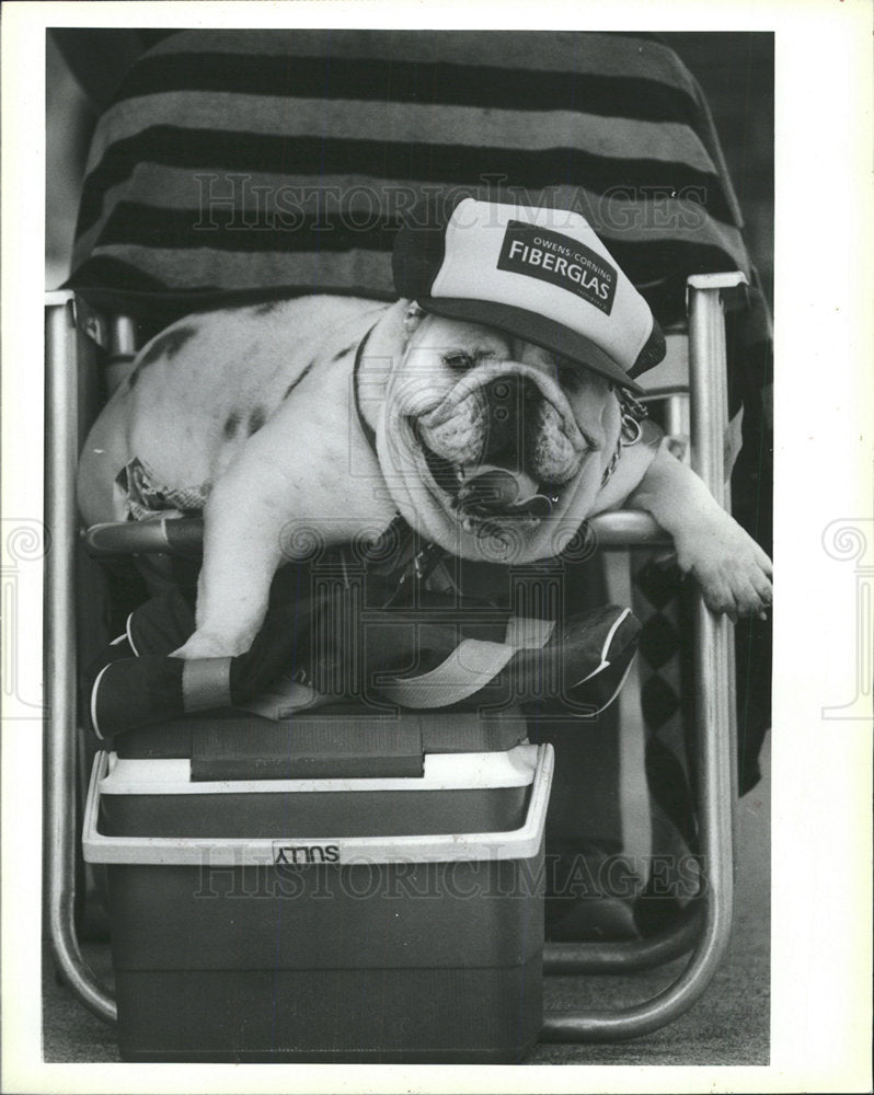 1988 Press Photo English bulldog Fergie Saugus Katie  - Historic Images