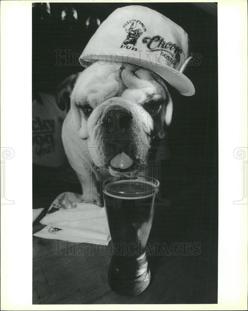 1986 Press Photo Ike bulldog quaffs finch room brew  - Historic Images