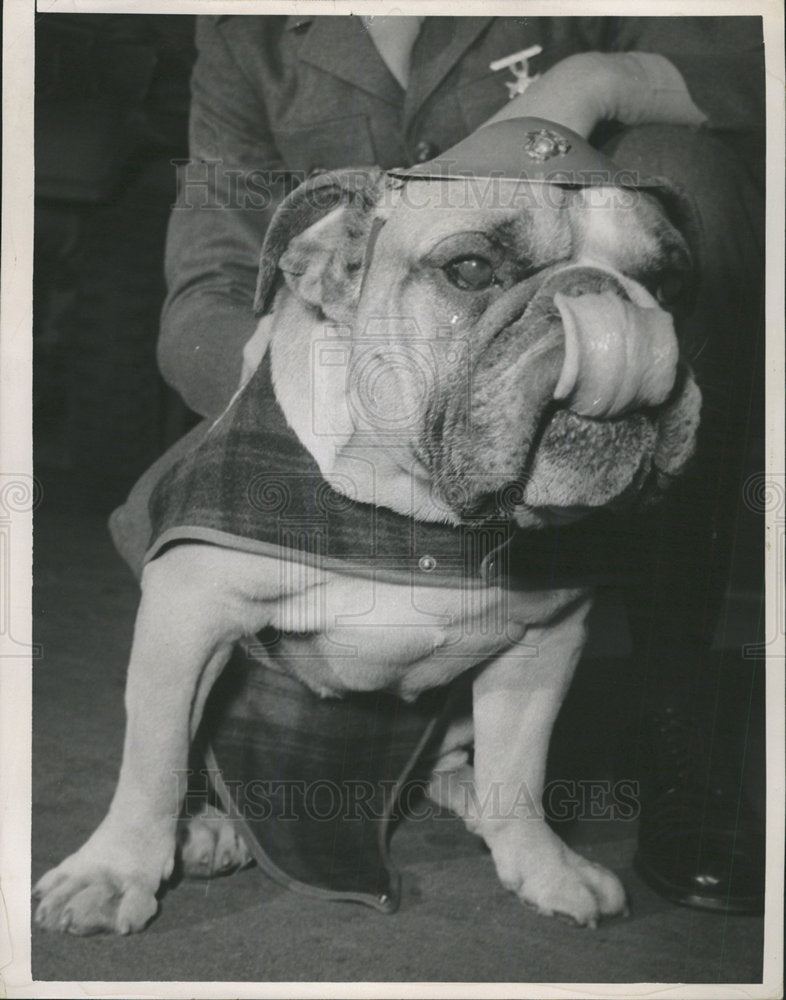 1963 Press Photo Sir William Winston English bulldog  - Historic Images