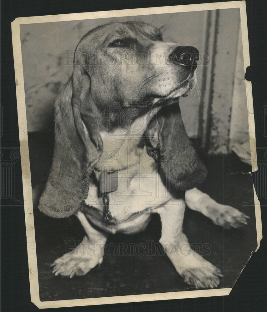 1960 Press Photo Dog Bass It - Historic Images