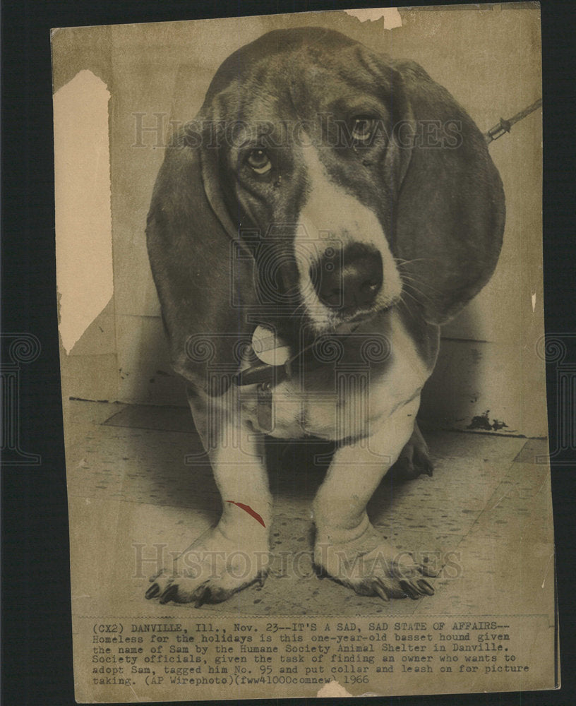 1966 Press Photo Humane Society Animal Shelter Dog Sam - Historic Images