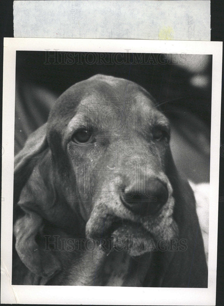 1992 Press Photo Bassset Jeff Stone Fanueuil Hall Talk - Historic Images