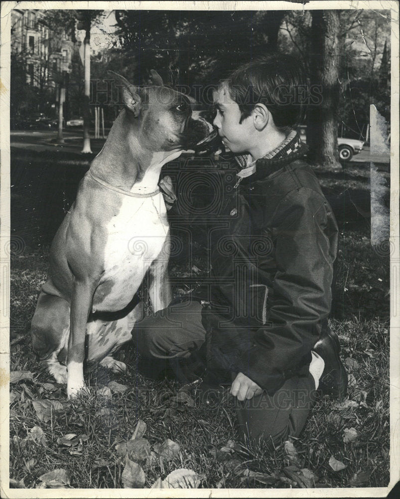 1971 Press Photo Adam Ames Boxer Newfoundland breed  - Historic Images