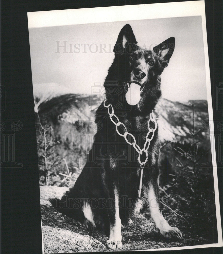 1965 Press Photo Dana von Cedarstone German Shepard dog - Historic Images