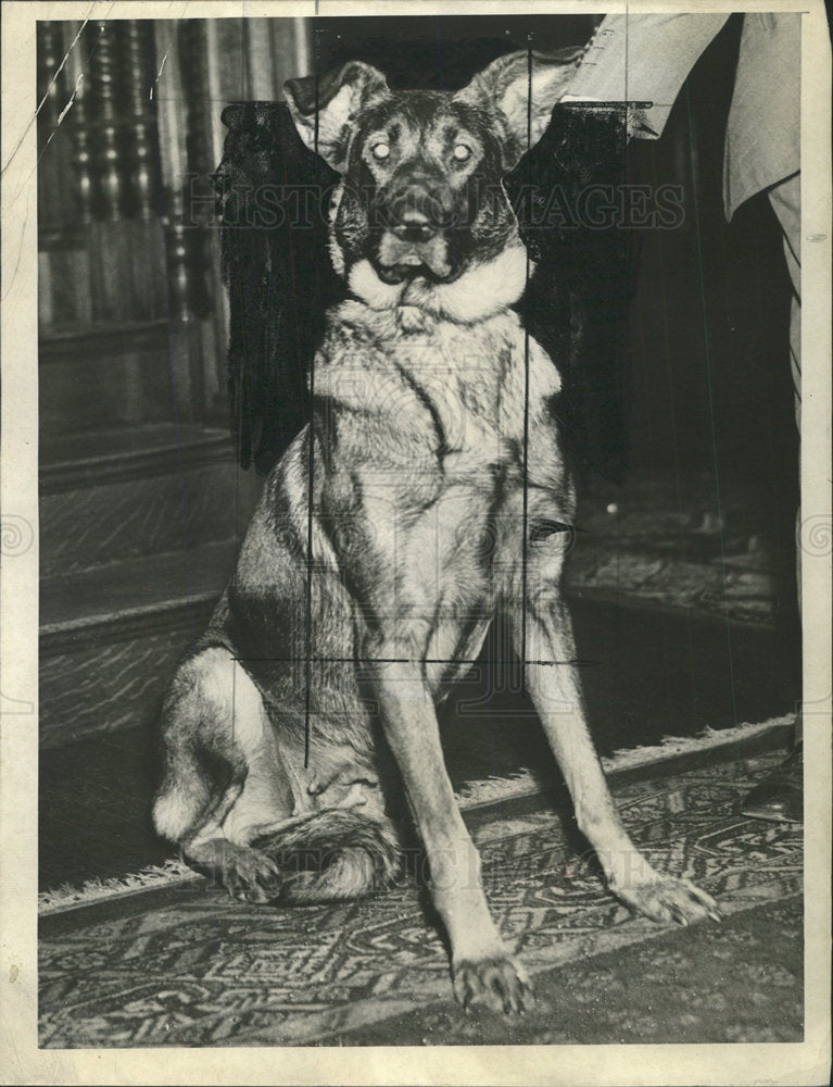 1940 Press Photo Freya pedigreed Shepard Mrs Carver  - Historic Images