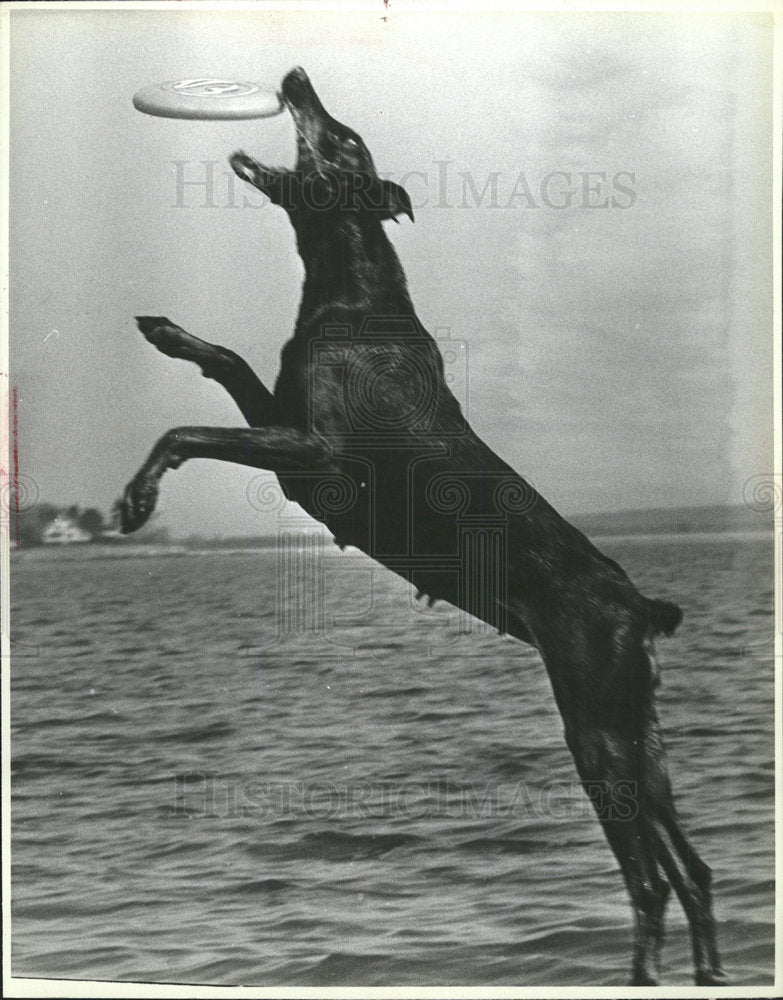 Press Photo Dalmatian Doll Gene Dixon Sea Shore Trainer - Historic Images