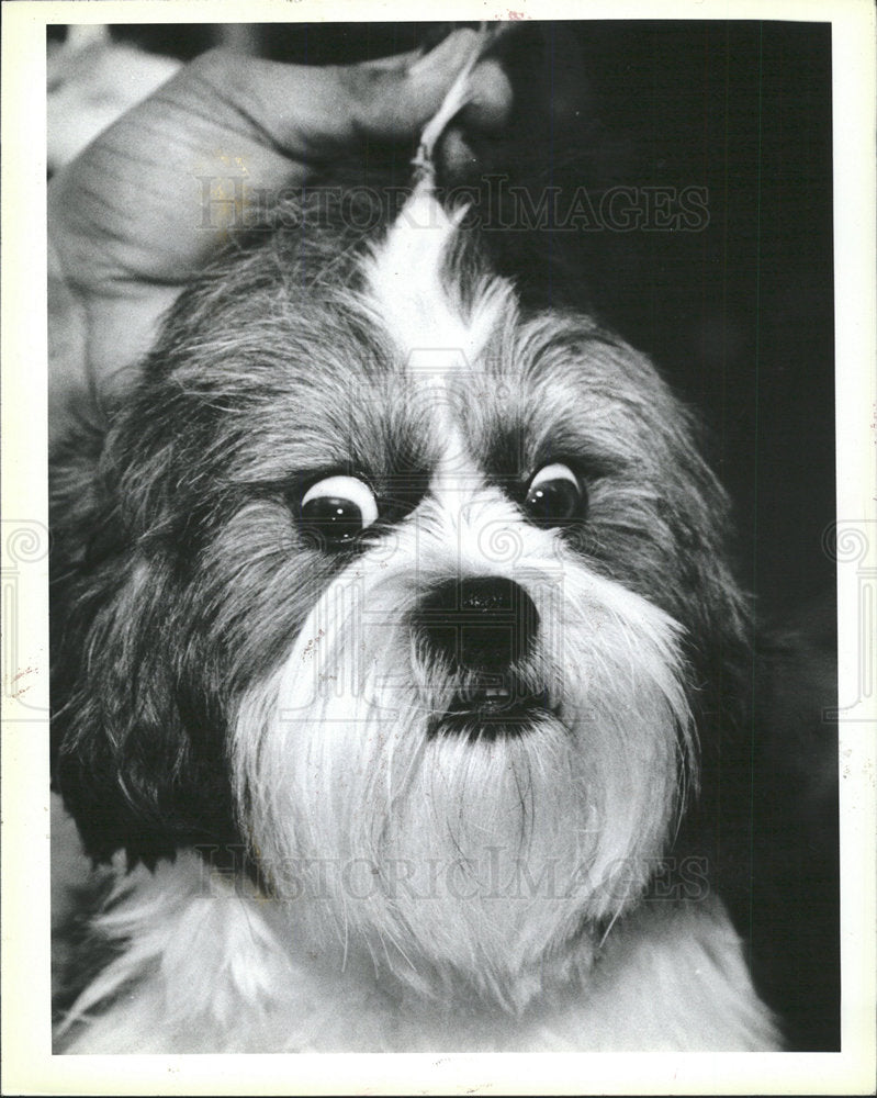 1988 Press Photo McKay Shi Tzu Hair Band Eye Thrill Pic - Historic Images