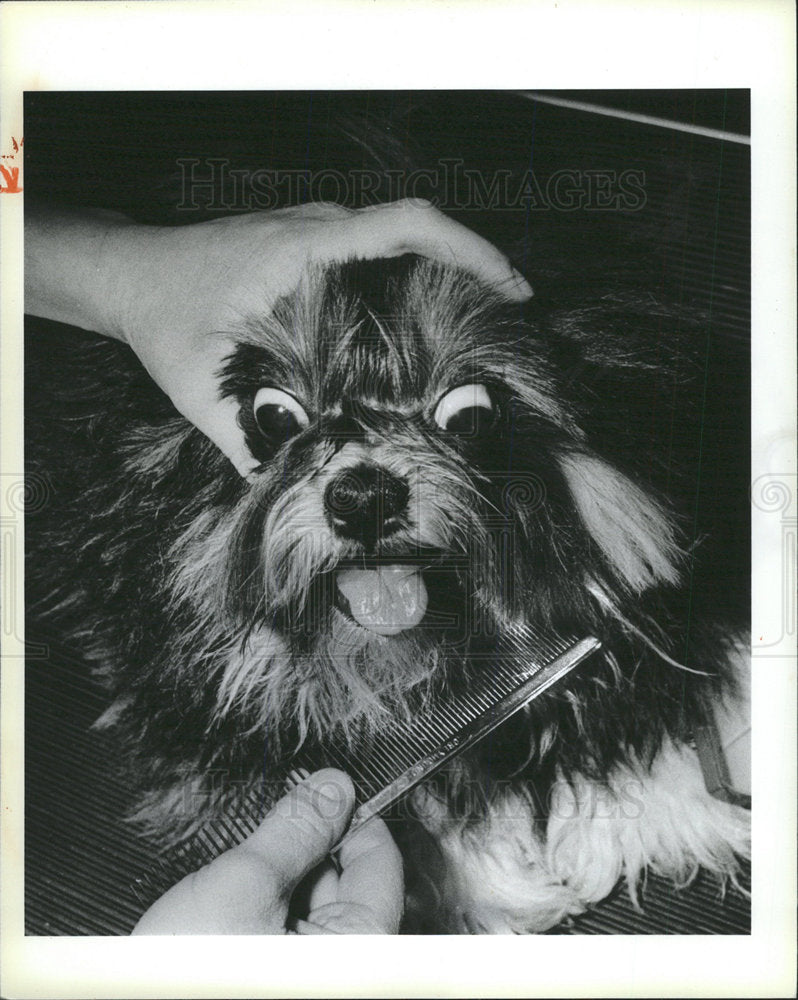 1984 Press Photo Dog Grooming Lasa Apso Boston - Historic Images