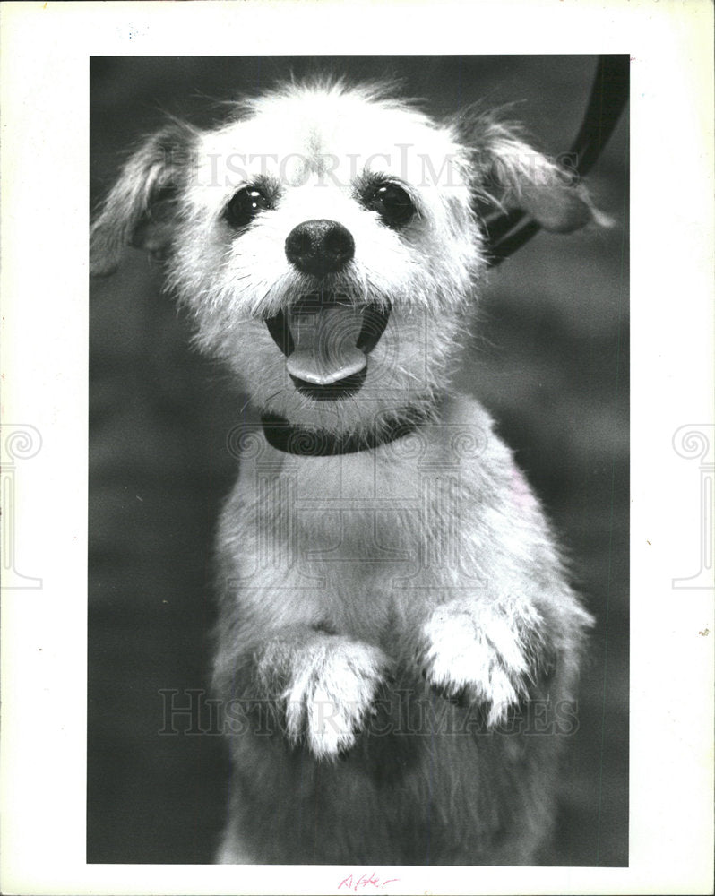 1998 Press Photo Dog  - Historic Images