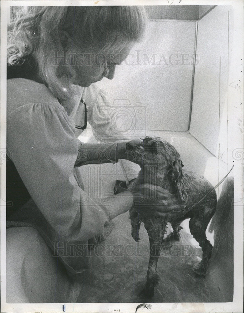 1970 Press Photo Dog Grooming Poodle - Historic Images