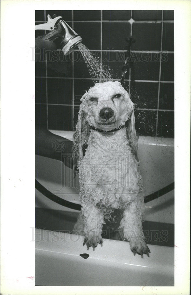1988 Press Photo Skipton Kenel Santa end honey Dog  - Historic Images