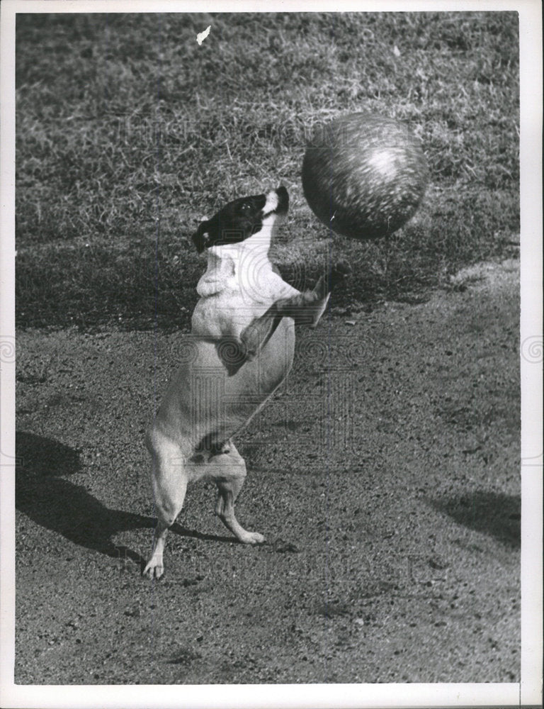 1984 Press Photo Press Photo a Fox Terrier dog. - Historic Images