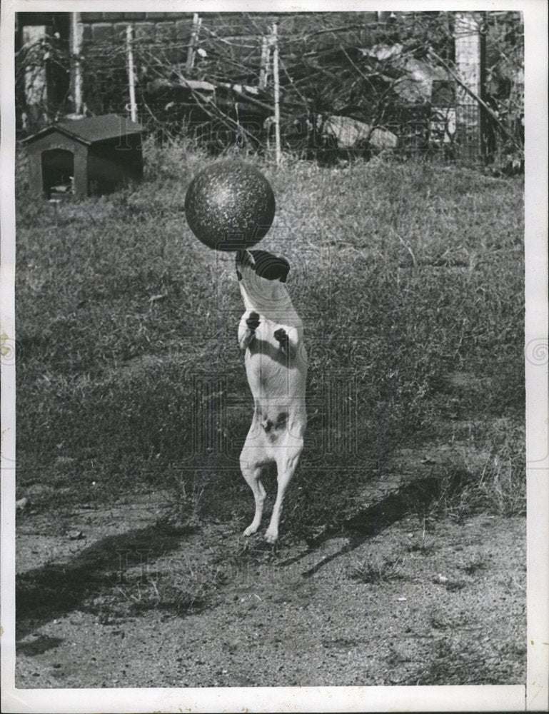 1964 Press Photo Fox Terrier Buster dog type Ball Deap - Historic Images