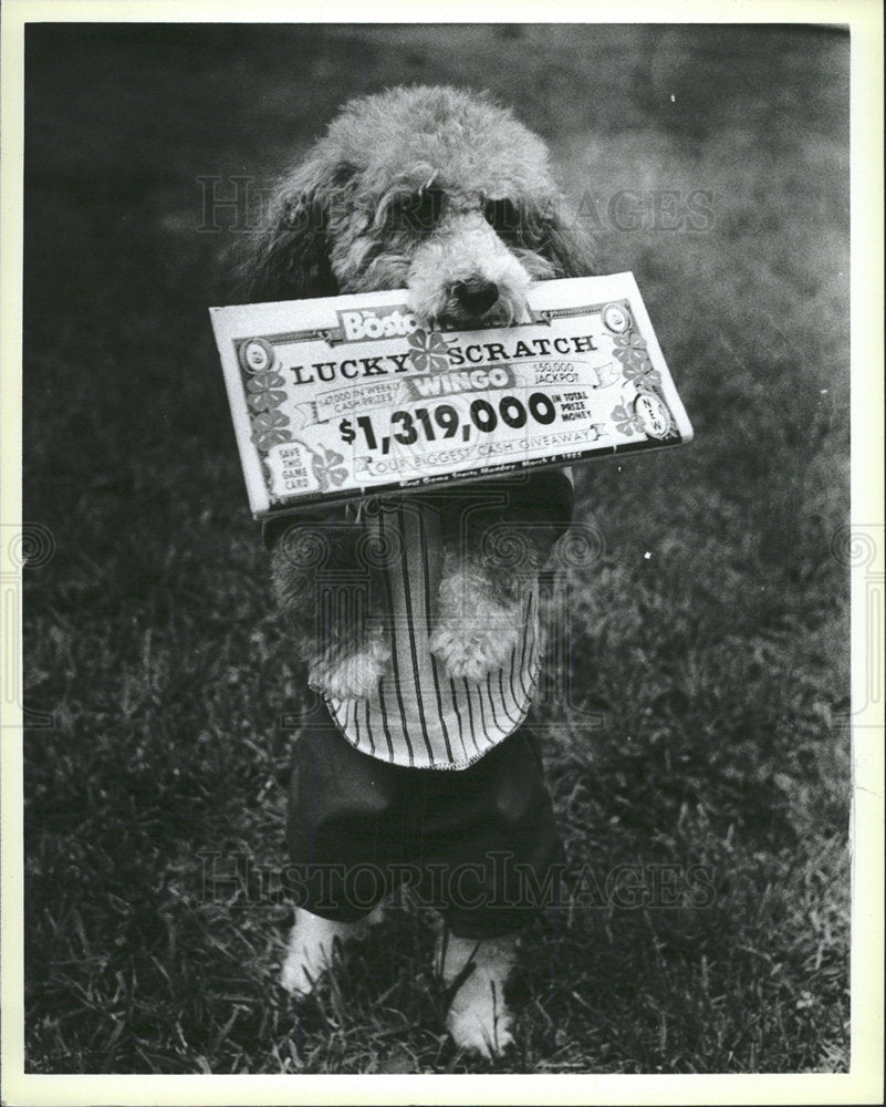 Press Photo Dog Boston Lucky Scratch Mouth Hold Herald - Historic Images