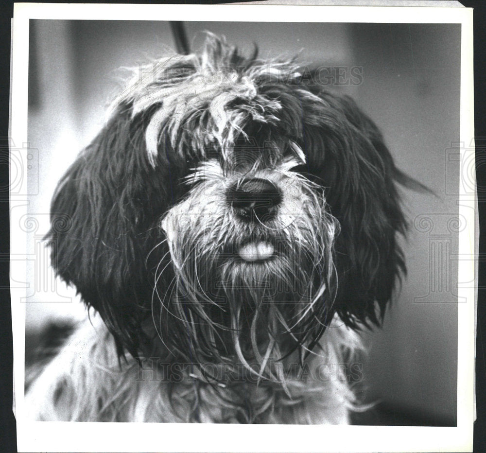 1994 Press Photo Skipton Kennels Roxbury dozen dog  - Historic Images