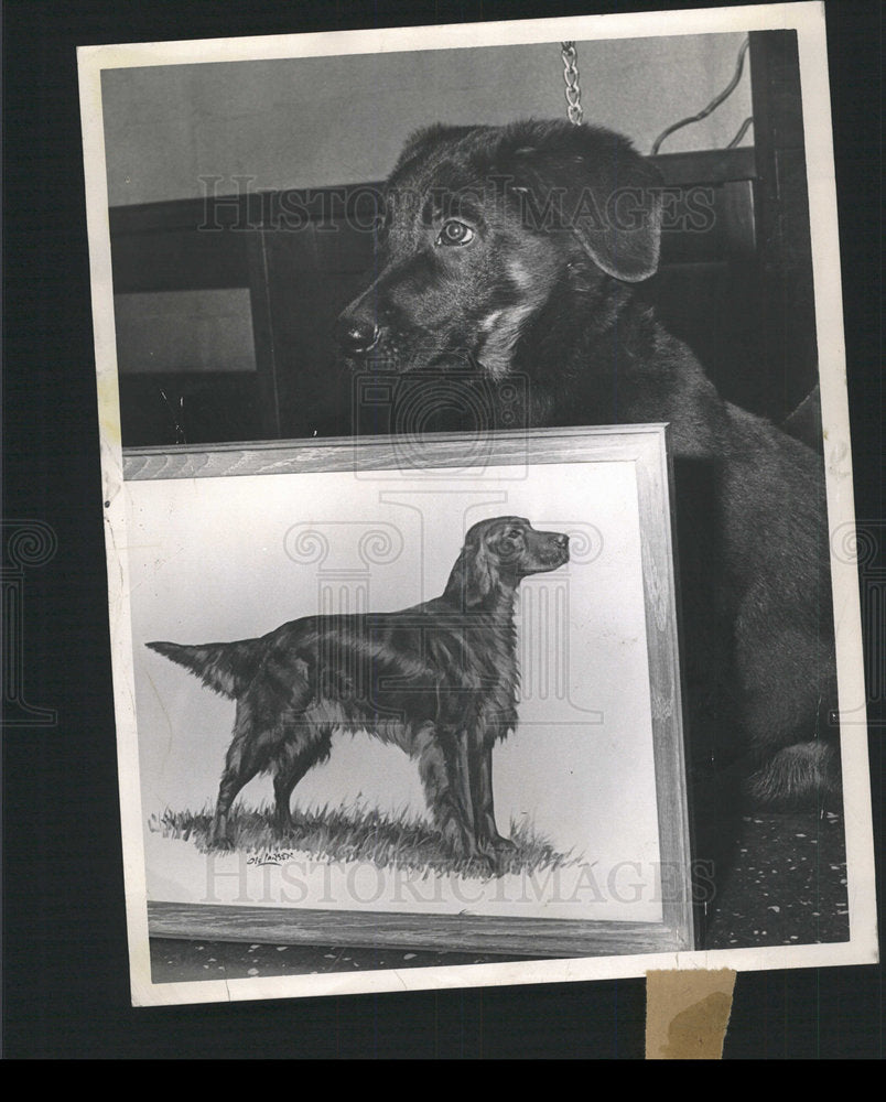 1965 Press Photo German Shepard Rescue League Animal   - Historic Images