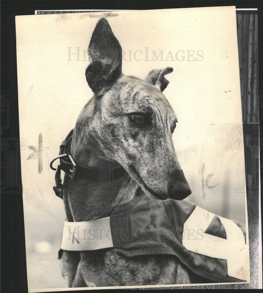 1968 Press Photo Wonderland Jack Heaphy Greyhound rock  - Historic Images